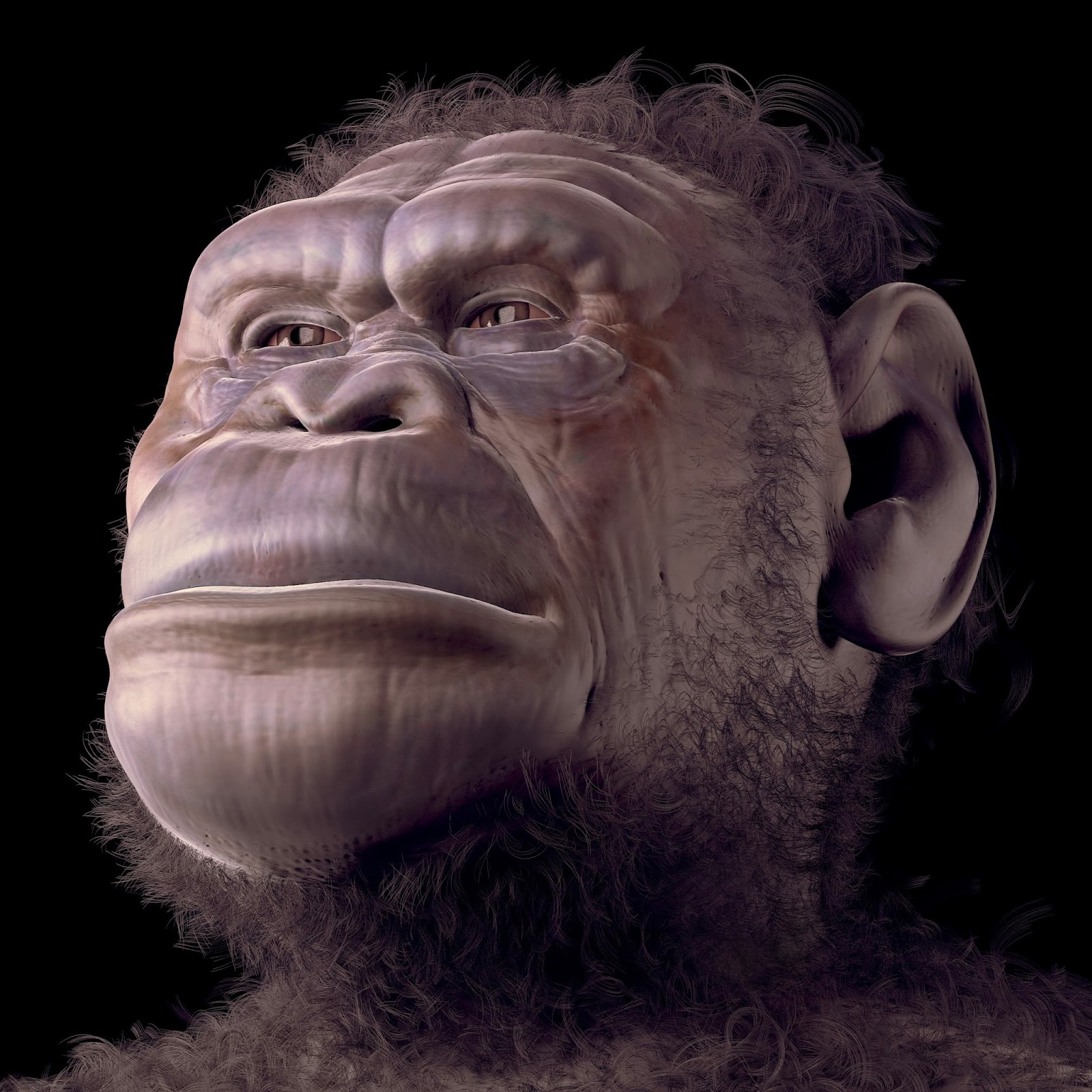 image of australopithecus sediba